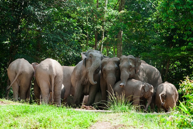 Animales elefantes tailandeses en la naturaleza del bosque en Khao Yai