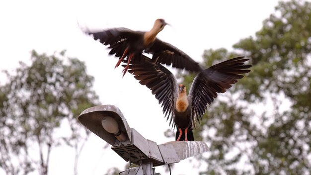 Animales de la especie Ibis de cuello de búfalo