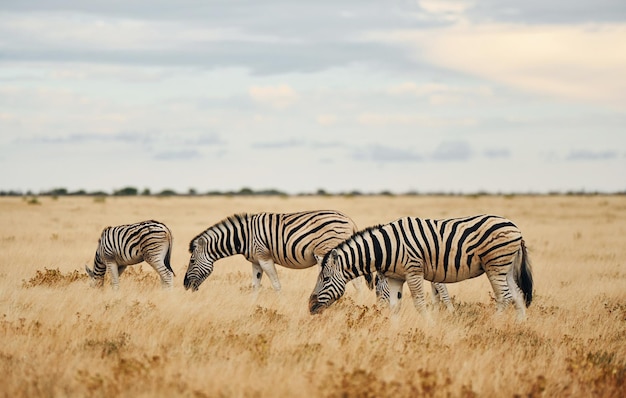 Los animales están juntos Cebras en la vida silvestre durante el día