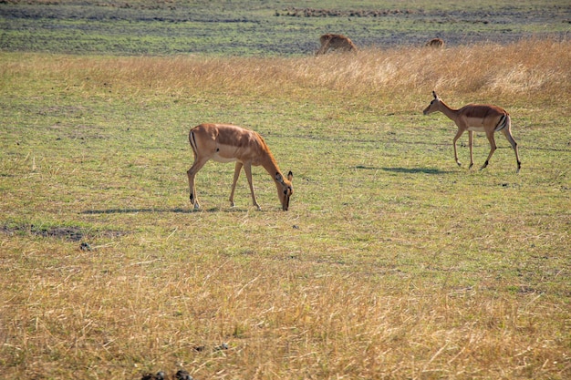 Animales Fauna en el Parque Nacional Chaminuka, Lusaka, Zambia, Fauna en África