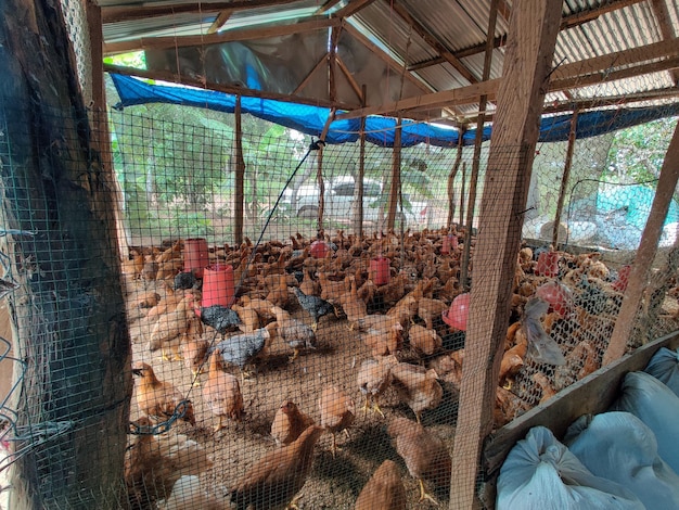 Animales de granja en el campo