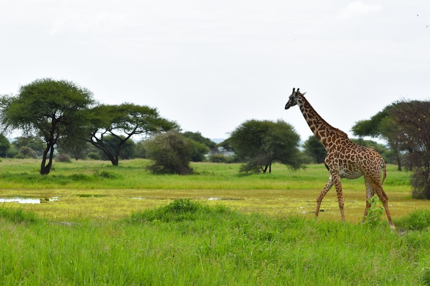 animales de la jirafa africana salvaje en el parque nacional de tanzania