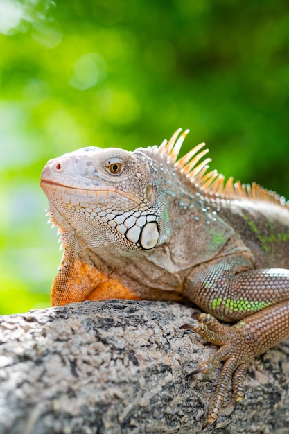 Animales lagarto lagarto verde con fondo borroso