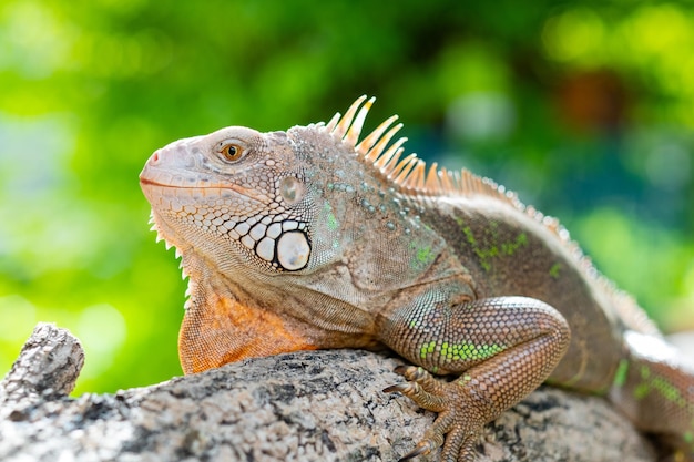 Animales lagarto lagarto verde con fondo borroso