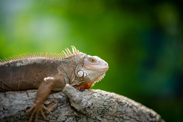 Animales lagarto lagarto verde con fondo borroso