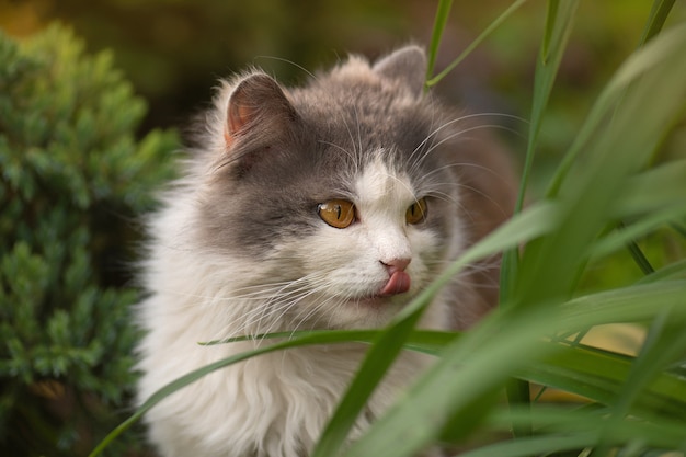 Animales lindos y adorables. Gato gracioso en la hierba con la lengua fuera.