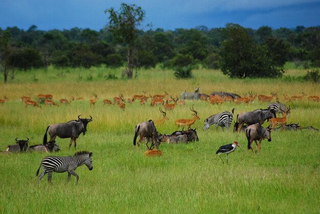 Los animales en las llanuras de África