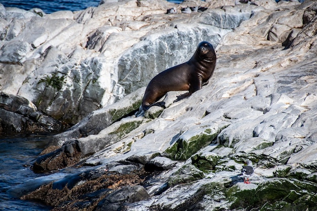 Animales marinos Ushuaia Patagonia Argentina