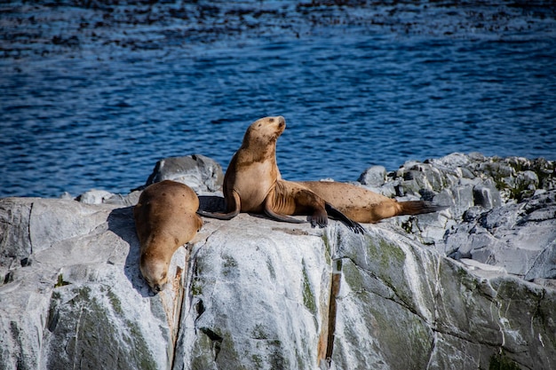 Animales marinos Ushuaia Patagonia Argentina