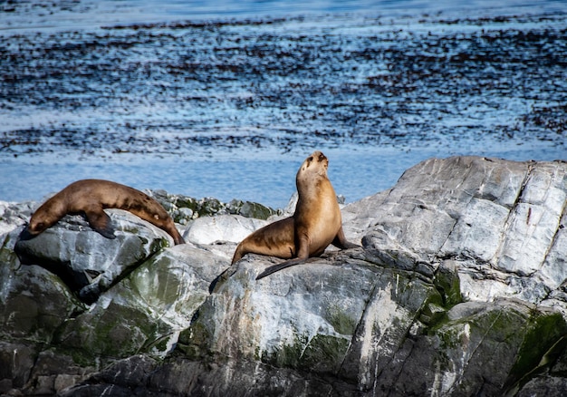 Animales marinos Ushuaia Patagonia Argentina