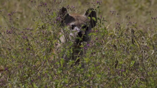 Los animales más peligrosos que residen en el cautivador Parque Nacional del Río Chobe