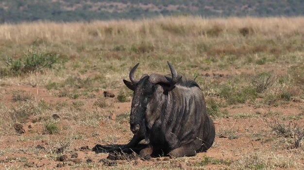 Los animales más peligrosos que residen en el cautivador Parque Nacional del Río Chobe