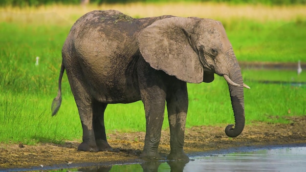 Los animales más peligrosos que residen en el cautivador Parque Nacional del Río Chobe