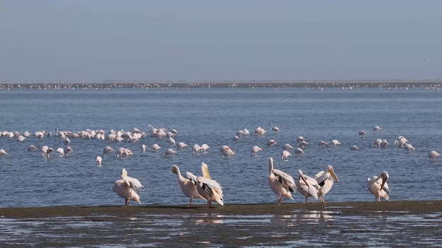 Los animales más peligrosos que residen en el cautivador Parque Nacional del Río Chobe