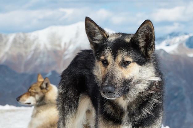 Animales en las montañas, perros en la nieve, acostado sobre una ladera nevada, primer plano