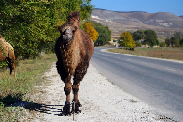 Animales en la naturaleza en la foto una imagen de un camello vivo en la naturaleza está junto a la carretera