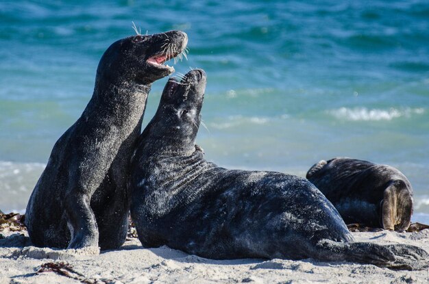 Foto los animales en la naturaleza