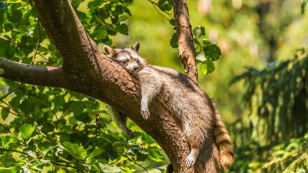 Foto animales en los pastizales