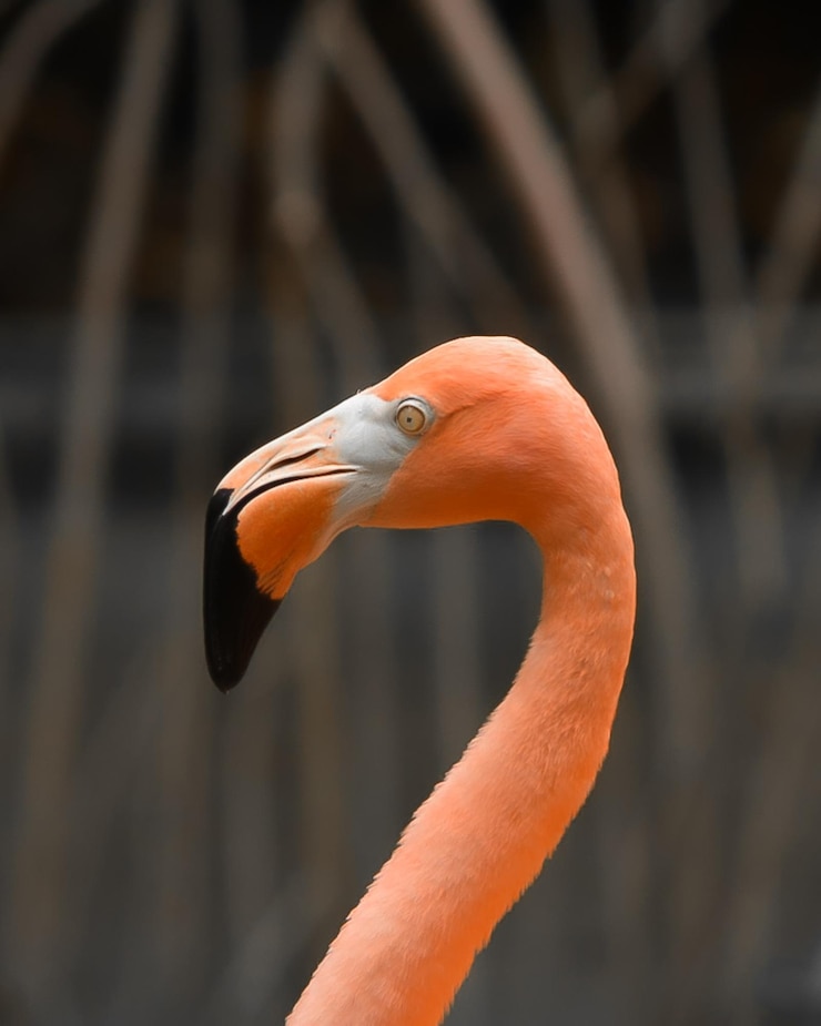Foto animales en primer plano