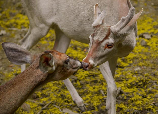 ANIMALES EN PRIMER PLANO