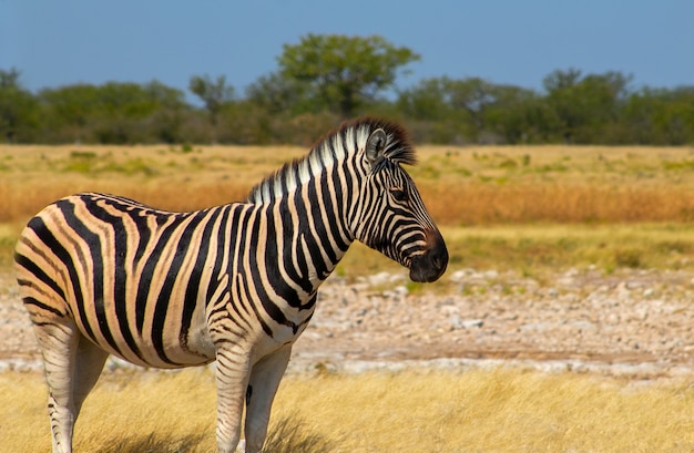 Animales salvajes africanos. Cebra de montaña africana de pie en pastizales. Parque Nacional de Etosha. Namibia