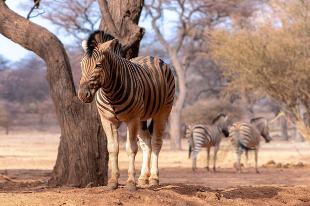 Animales salvajes africanos Cebra primer plano retrato Cebra de las llanuras africanas en las praderas secas de sabana amarilla