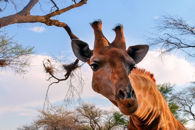 Animales salvajes africanos Closeup jirafa namibia sobre fondo de cielo azul