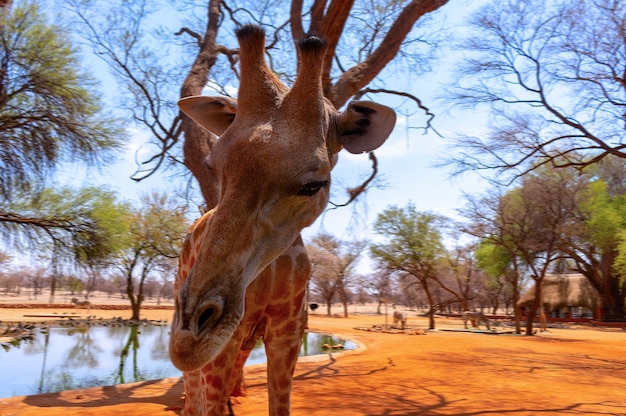 Animales salvajes africanos. Primer jirafa de Namibia. El animal terrestre vivo más alto y el rumiante más grande.