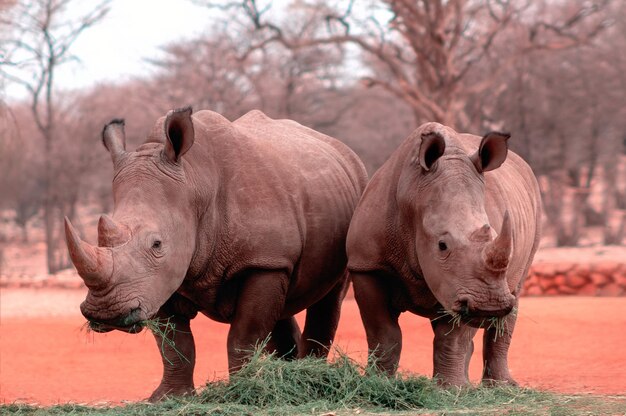 Animales salvajes africanos Retrato de dos toros rinocerontes blancos comiendo hierba en el parque nacional de Namibia