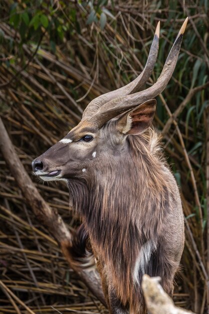 Animales salvajes africanos