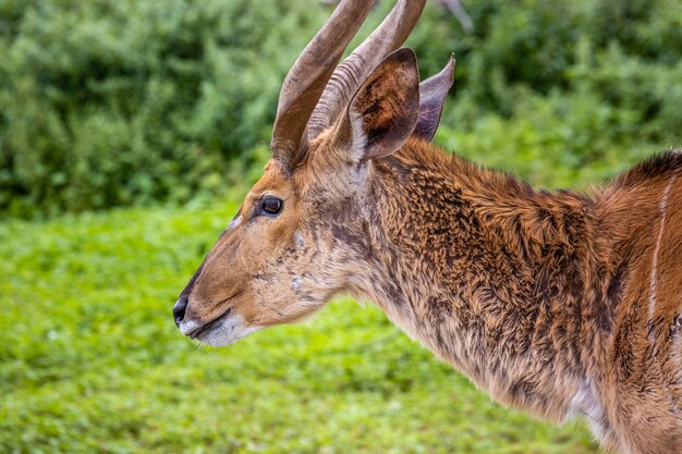 Animales salvajes africanos