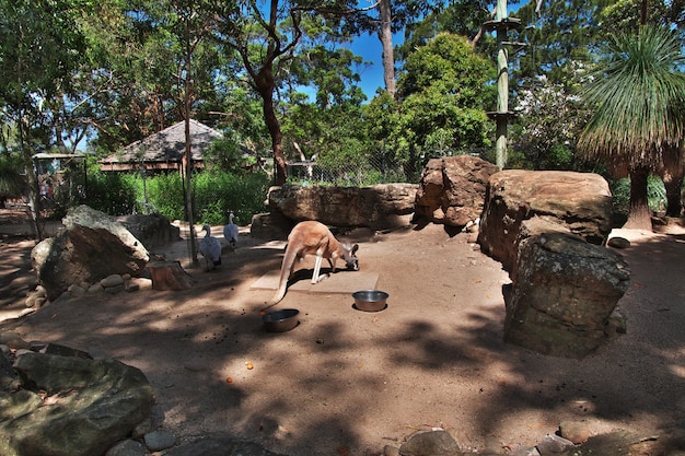 Animales salvajes en el zoológico de Taronga en Sydney, Australia