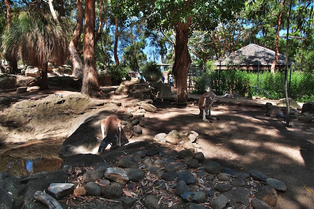 Animales salvajes en el zoológico de Taronga en Sydney, Australia