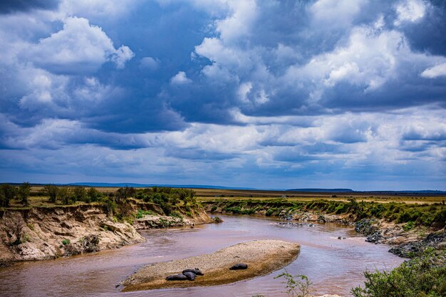 Foto animales silvestres mamíferos savanna pastizales maasai mara reserva nacional de caza parque narok coun