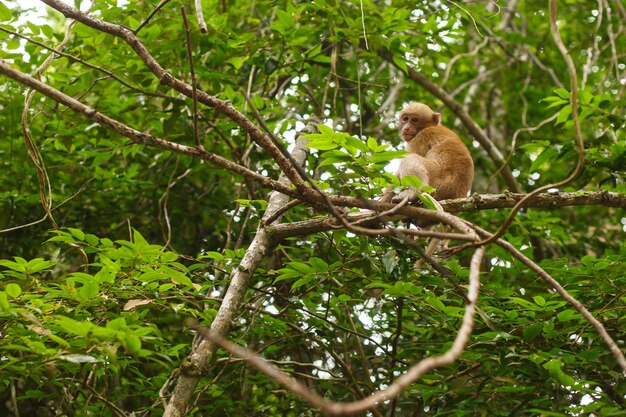 Animales y vida silvestre. Pequeño mono o macaco se sienta en la rama de un árbol en el bosque tropical