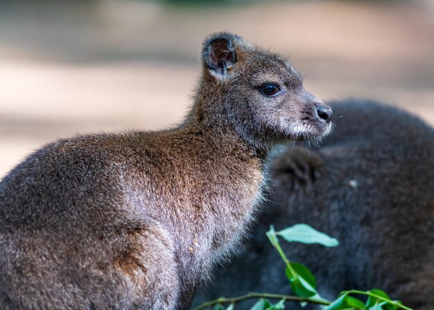 Animales de los zoológicos