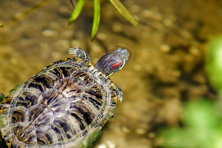 Foto animales