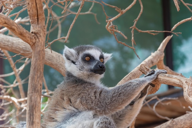 Animals Lemur sentado em um galho de uma árvore seca Closeup fundo desfocado