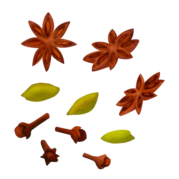 Anís estrella cardamomo y clavo de olor especias para hornear vino caliente grog masalla y otras bebidas calientes acuarela ilustración aislada para otoño invierno Navidad y Acción de Gracias arte