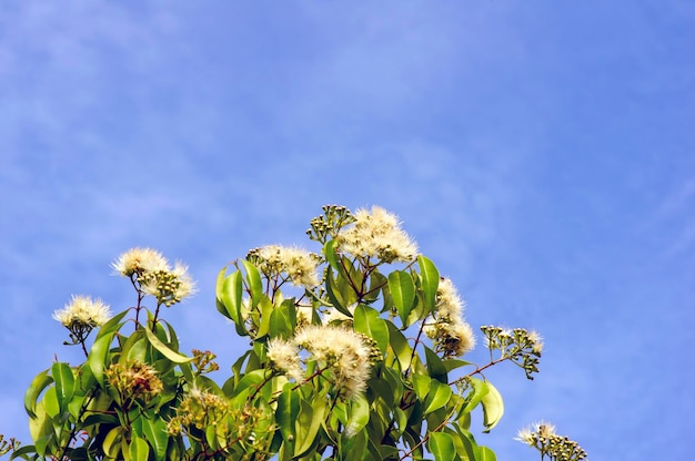 Anis Myrtle Syzygium anisatum ringwood e árvore de anis com uma folha aromática