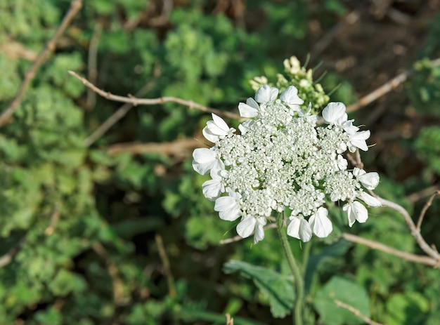 Anisblüte in freier Wildbahn