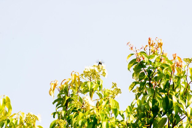 Anismyrte Syzygium anisatum Ringwood und Anisbaumblätter und -blüten mit aromatischen Blättern