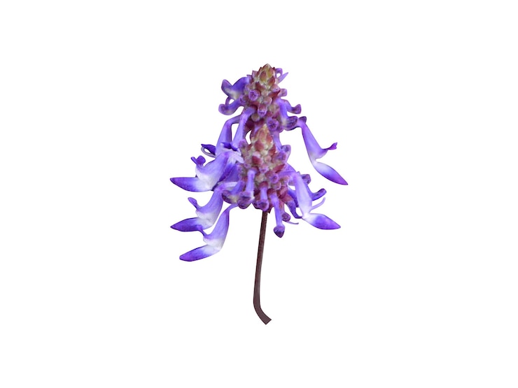 Foto anisochilus carnosus é um estimulante leve e é administrado em urticária associada a distúrbios hepáticos