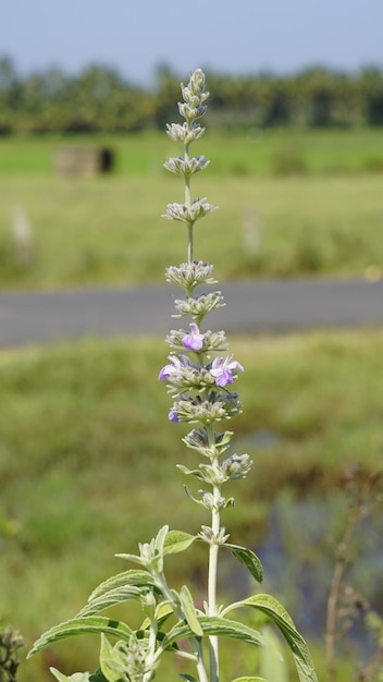 Anisomeles malabarica comúnmente conocido como menta malabar perteneciente a la familia Lamiaceae nativa de las regiones tropicales y subtropicales de la India y Sri Lanka