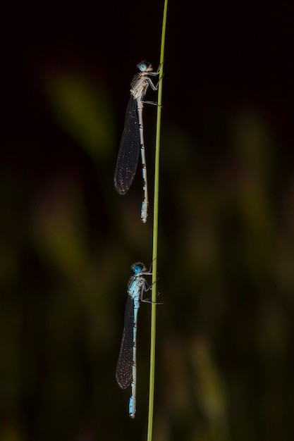 Anisoptera oder Libellen sind eine der beiden klassischen Unterordnungen der Epiprocta-Unterordnung.