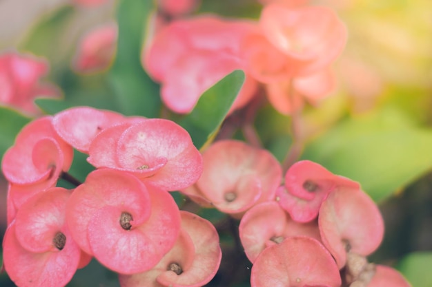 Anisrosa oder Euphorbia Milii Desmoul rosa, in voller Blüte