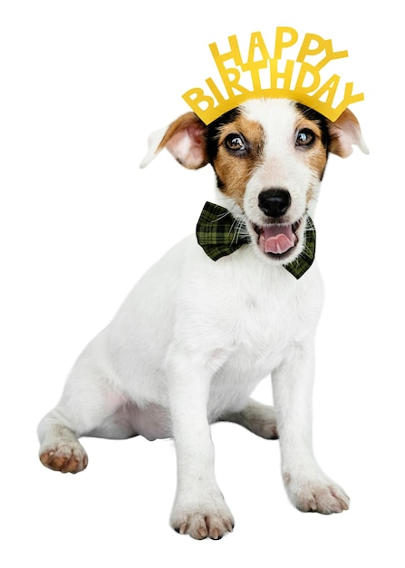 Aniversário cachorrinho adesivo png vestindo coroa de festa elemento de colagem bonito em fundo transparente