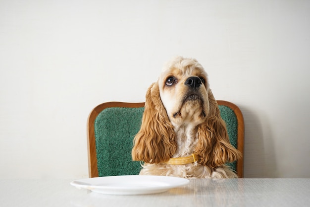 Aniversário de cachorro Cocker Spaniel Americano