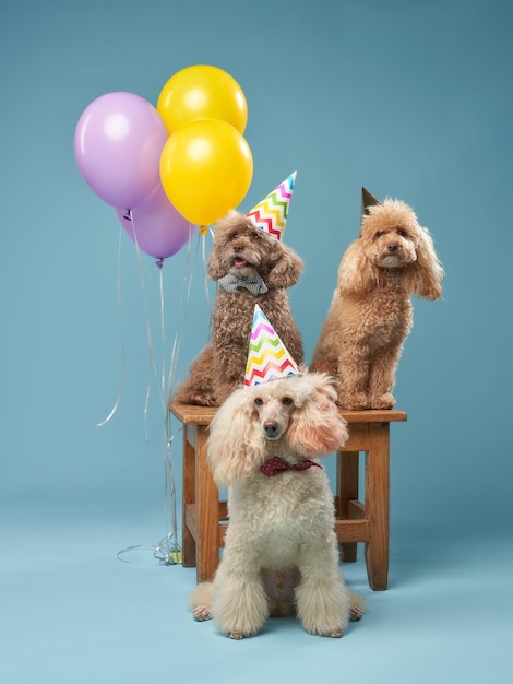 Foto aniversário de dog39s três poodles em bonés e balões de carnaval