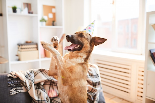 Foto aniversário do cachorrinho